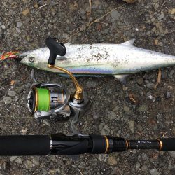 タチウオからのサゴシ